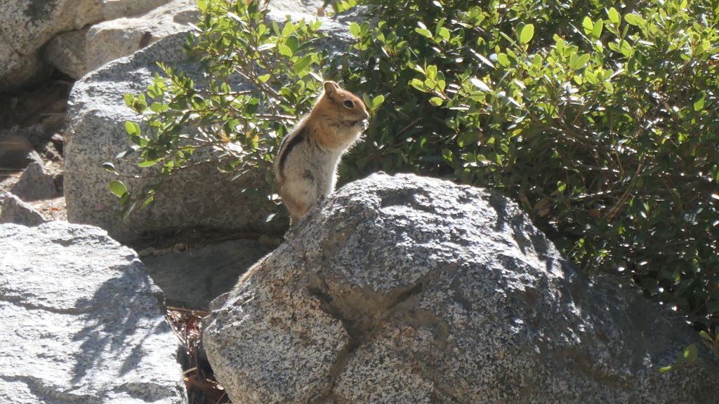 chipmunks are cuter squirrels with ADHD :)