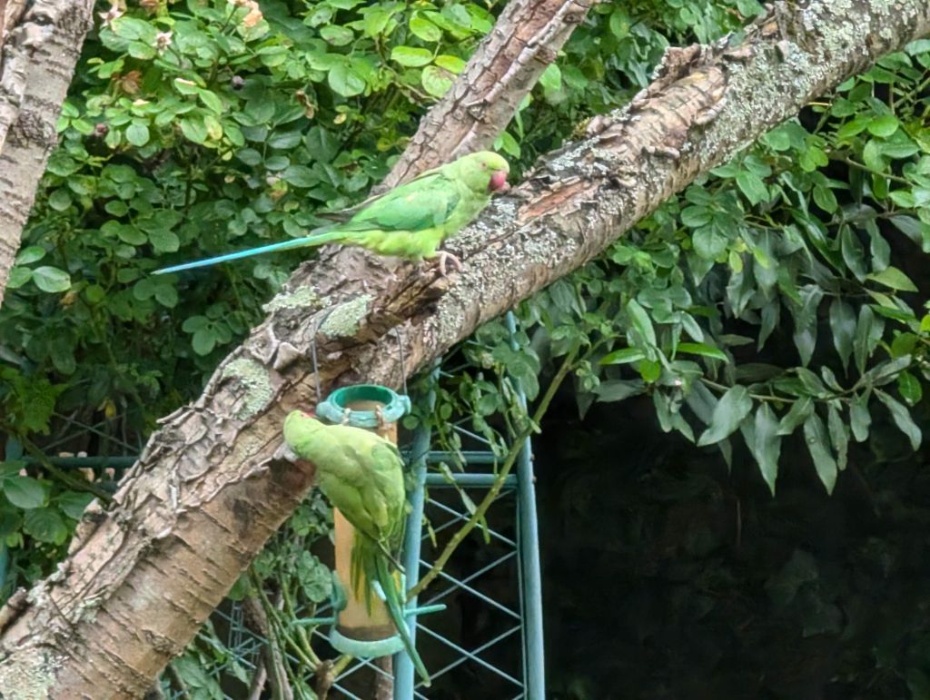 some small wild parrots came to visit