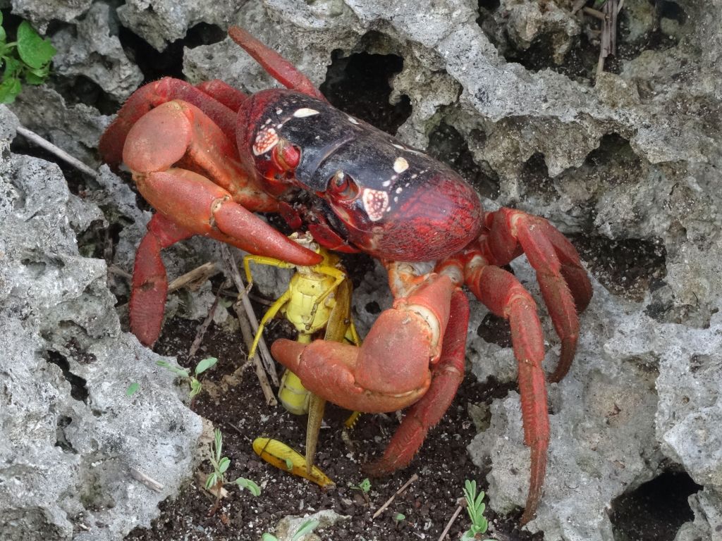 the ubiquitous red crabs eat all debris, vegetal or animal