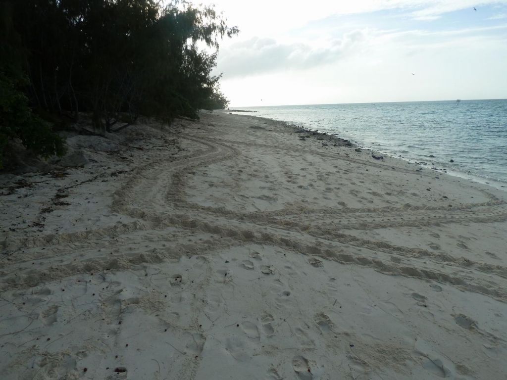tracks from the nesting turtles
