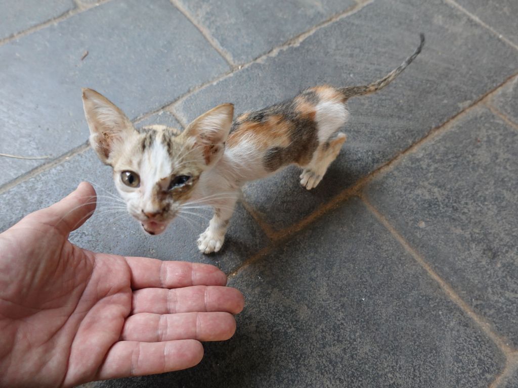 found this poor hungry kitten, I fed it a bit