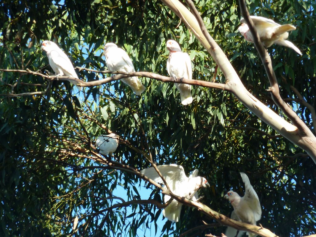 Ballarat's birds were loud but pretty :)