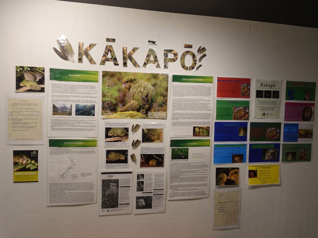 the kakapo is so cute, but critically endangered (about 130 birds left in the world)