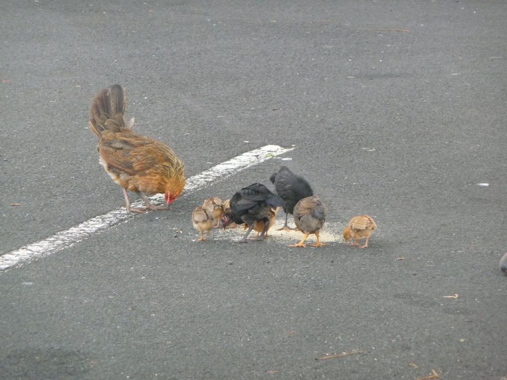 did I mention Kauai was overrun by chicken? :)