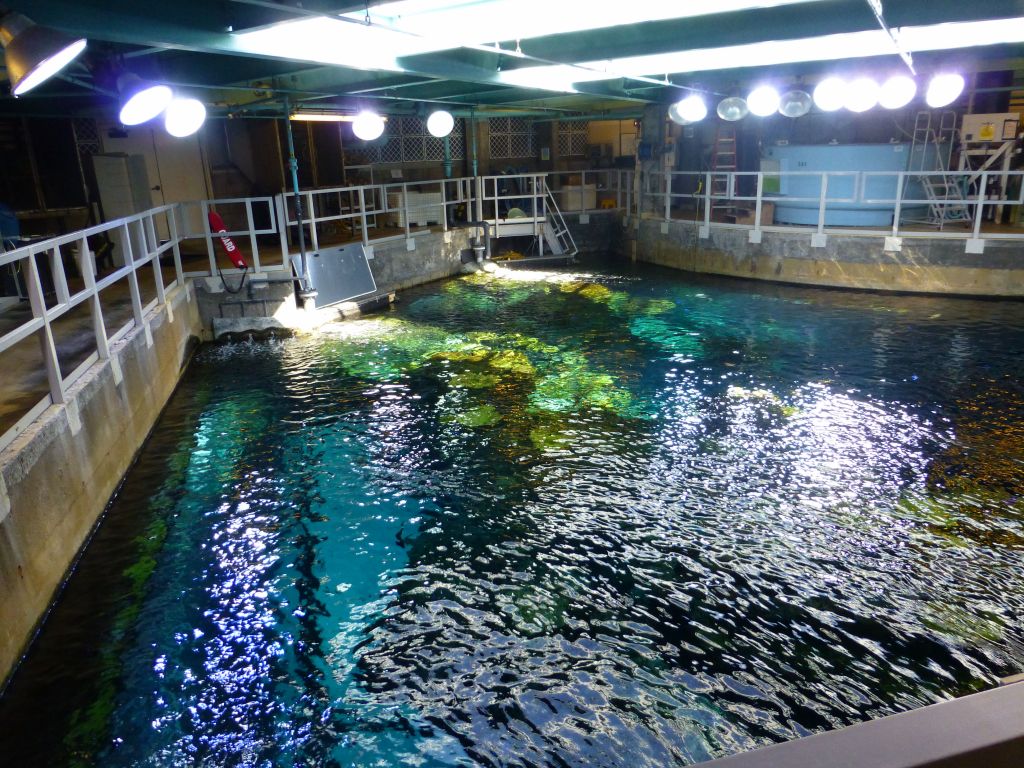 the giant aquarium which you can actually dive in