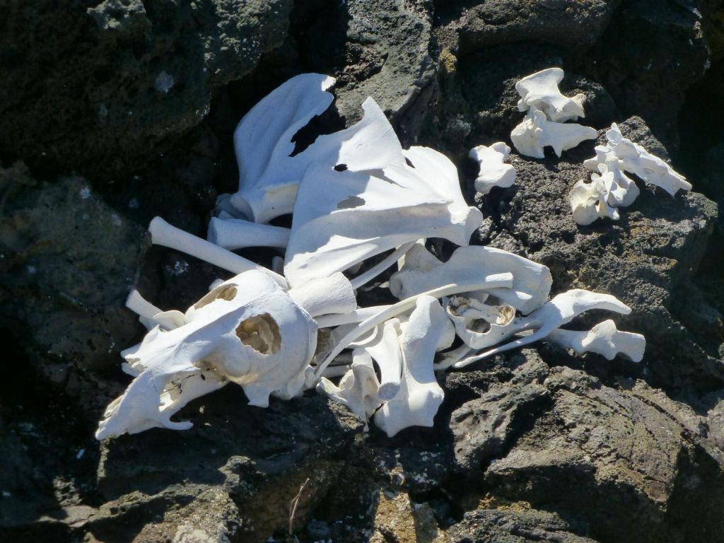 sea lion bones