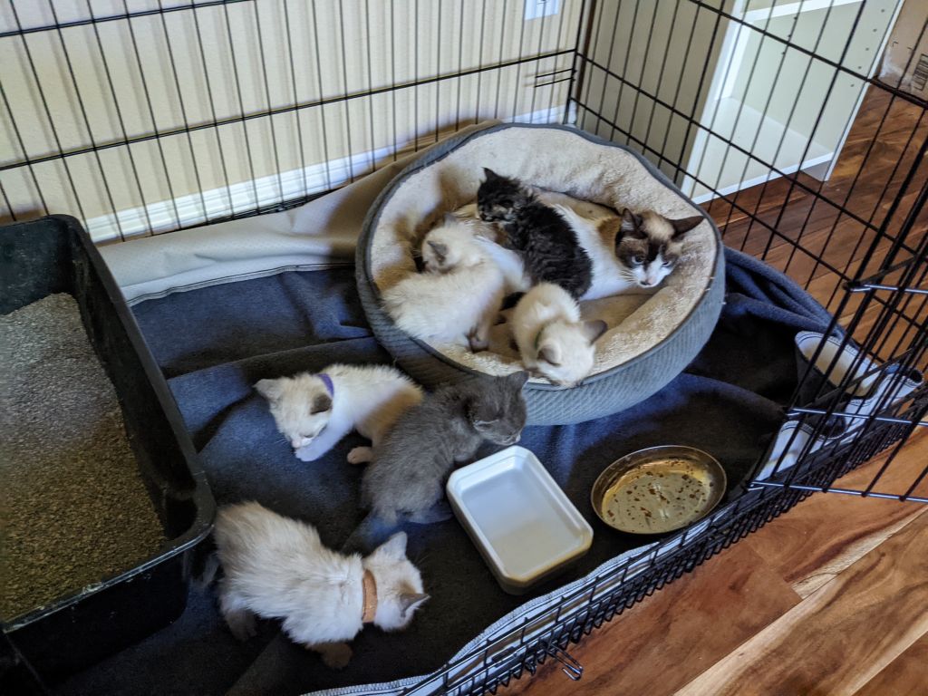 the whole family of 6 kittens