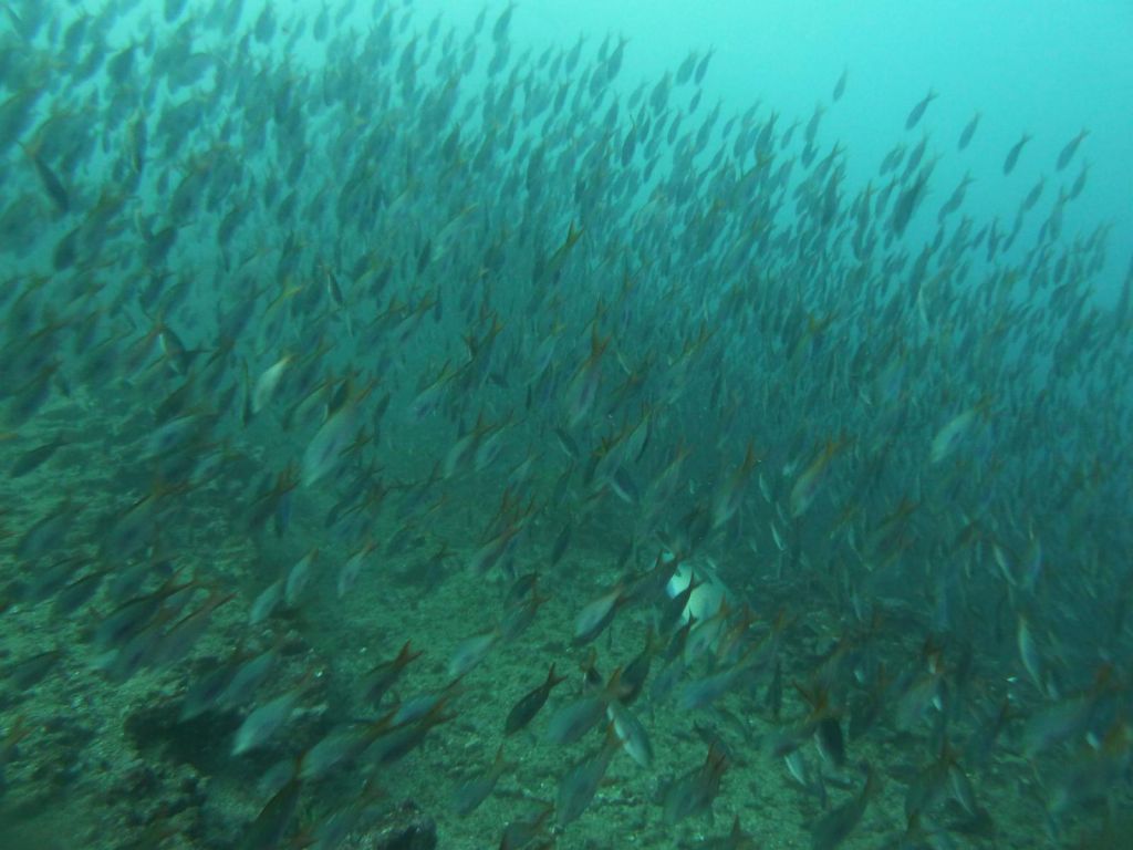 many fish