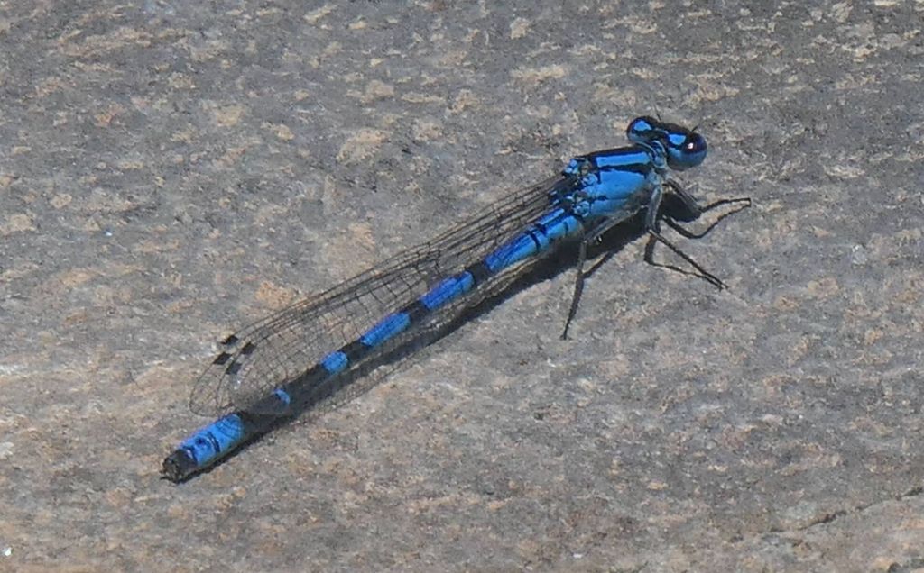 I always love the blue dragonflies