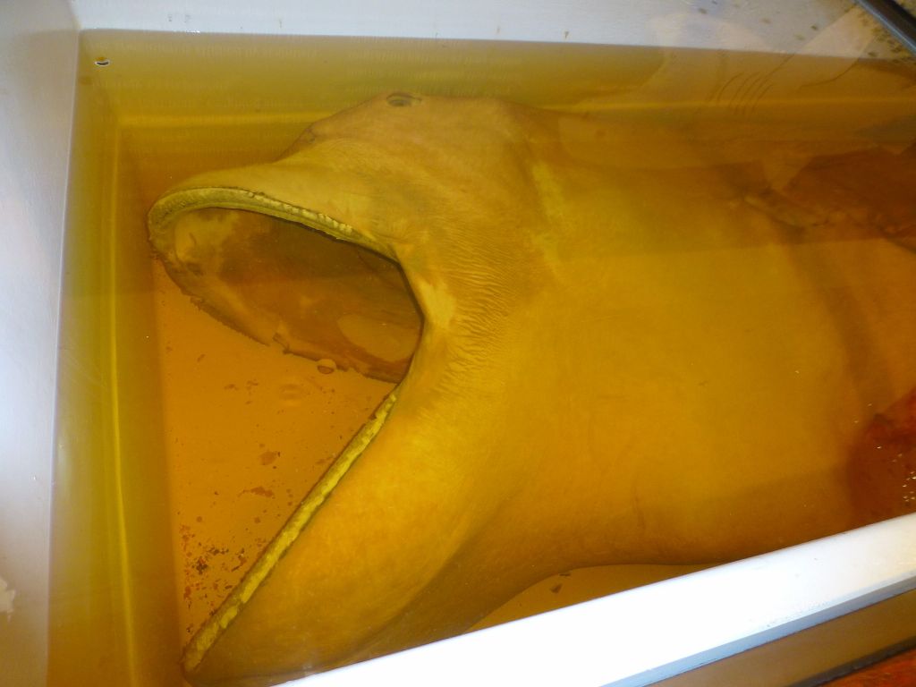 a rare megamouth very deep water shark
