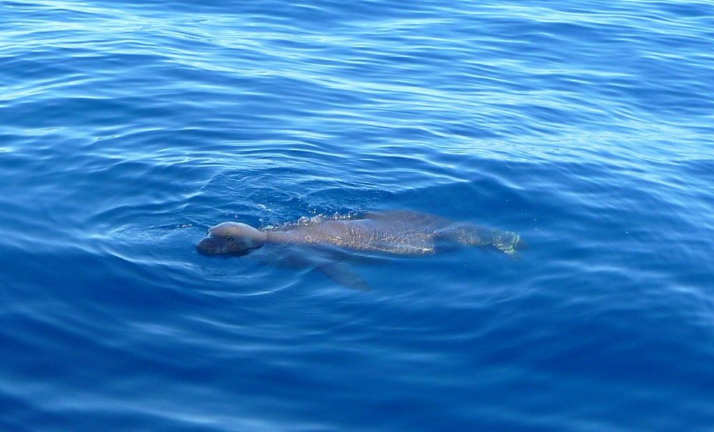 Monk Seal in Niihau