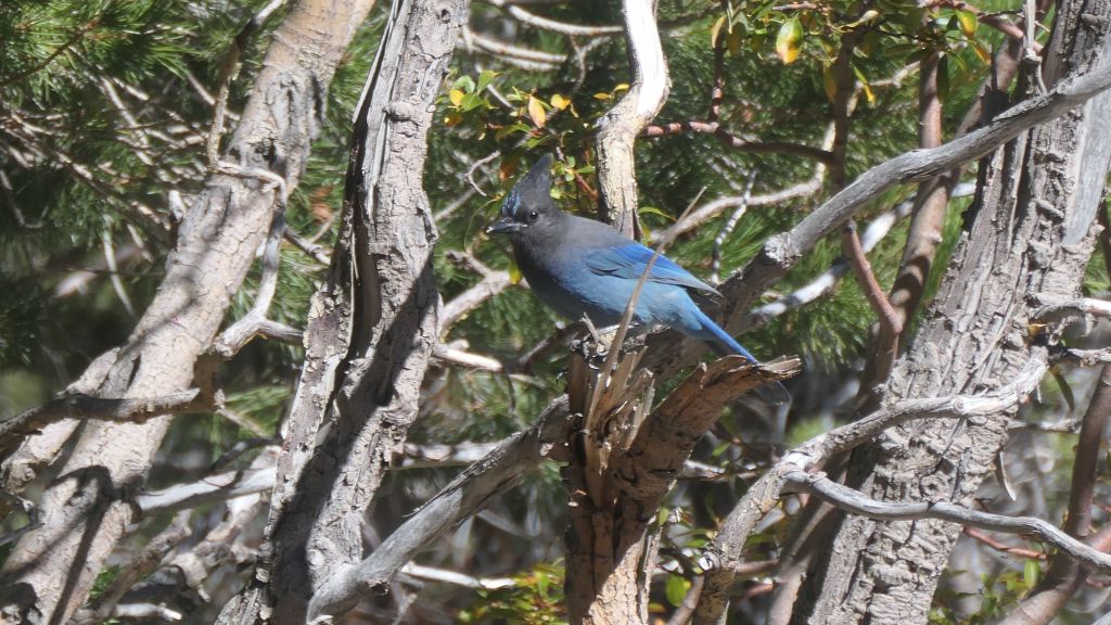 beautiful and curious bluejay