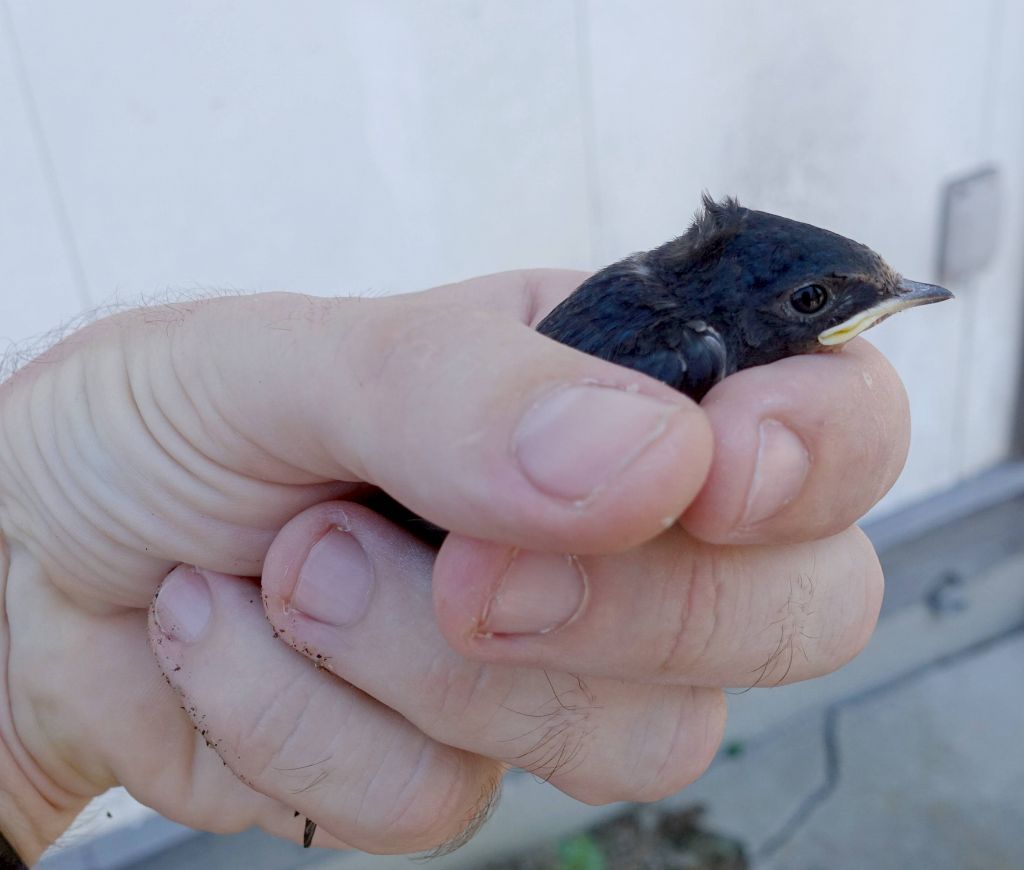 I found this little guy on the ground , turns out it could fly fine