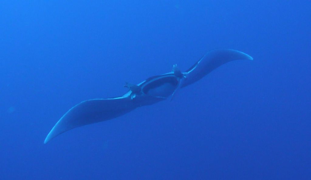 Manta Ray with two remoras attached