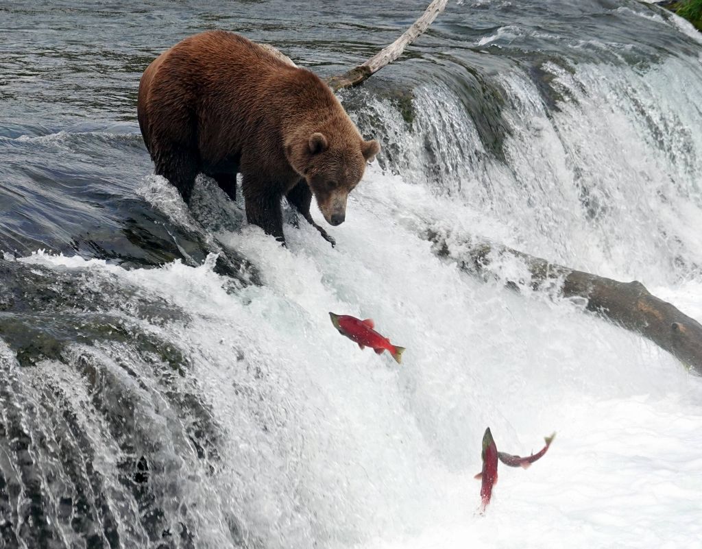 it was the end of that salmon run but from time to time we still saw a few trying to climb