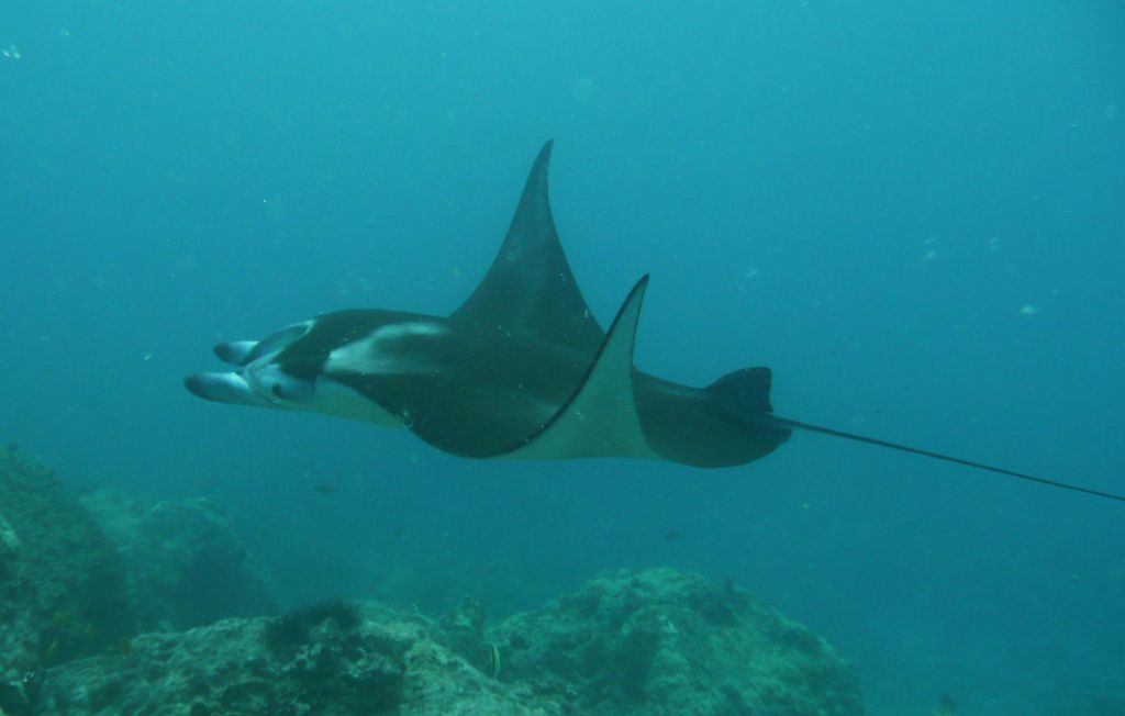 one of the mantas from mantaville