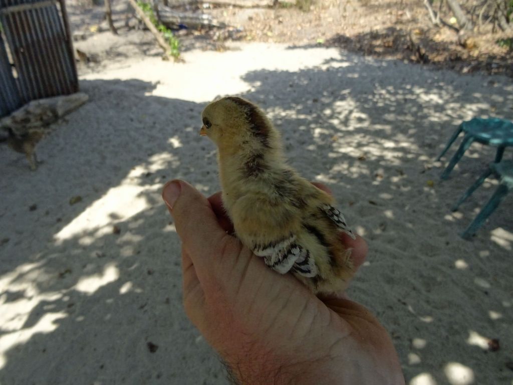 somehow another little chick ran into my hand :)