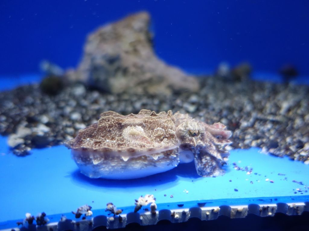 I love small cuttlefish