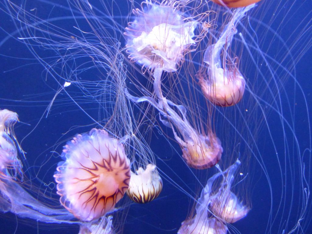 these jellyfish always make for great pictures