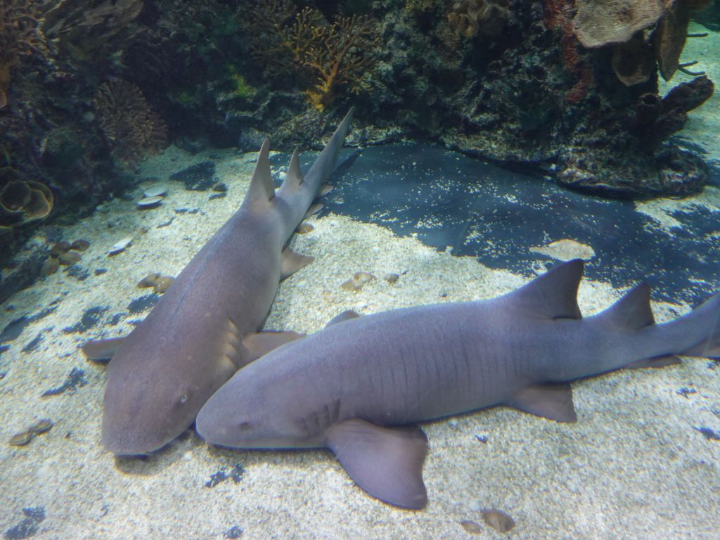 nurse sharks and bamboo sharks are some of my favorites