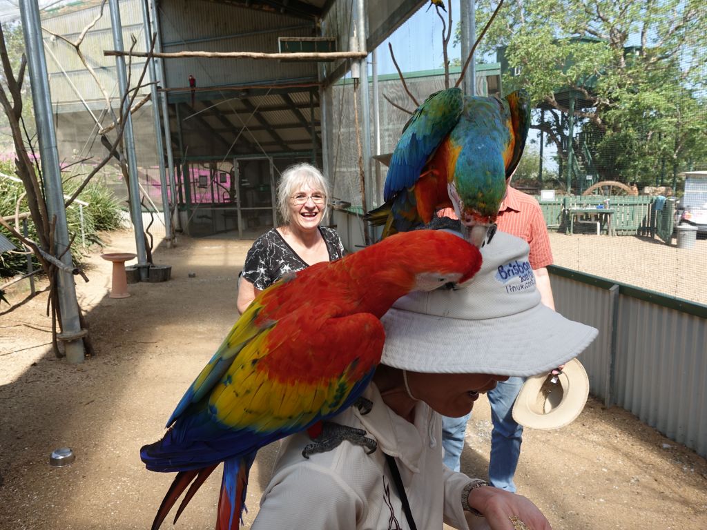 after terrorising the other lady, the 2nd macaw came to help to steal the ring, which they did