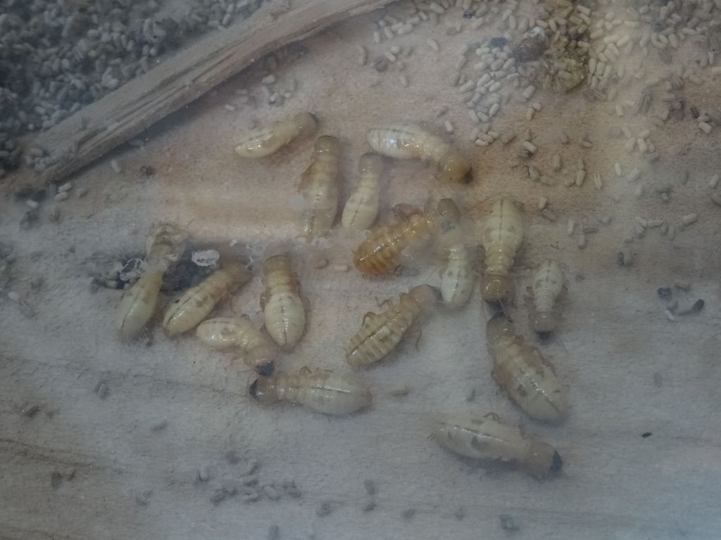 I had never seen termites before, cool