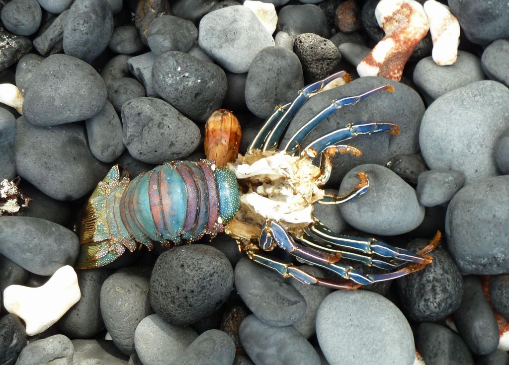there were lots of dead lobsters that got washed on the 'beach'. Too bad none were fresh :)