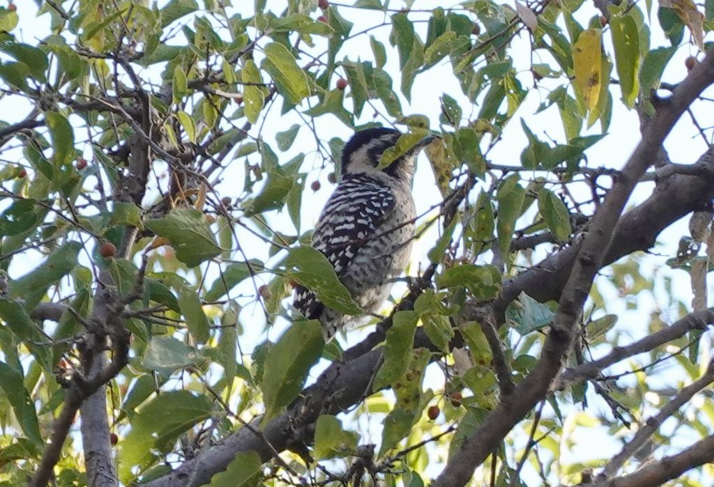 lovely woodpecker