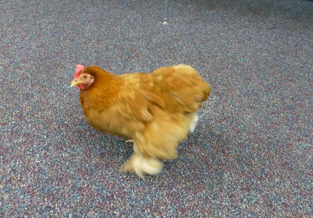 they had a pet chicken