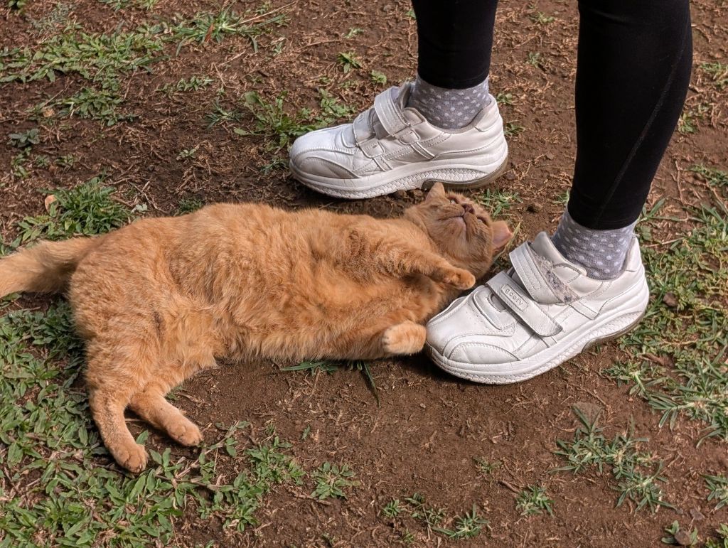 happiest cat in the world