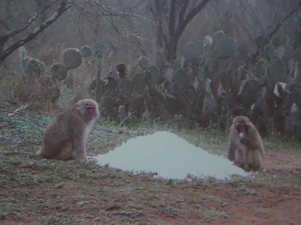 some guy took Japanese snow monkeys and took them to Texas to see if they would adapt. They did, but kind of questionable