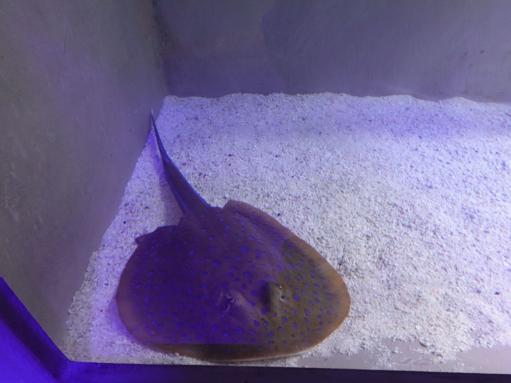 getting a new baby blue spotted ray ready for the main exhibit