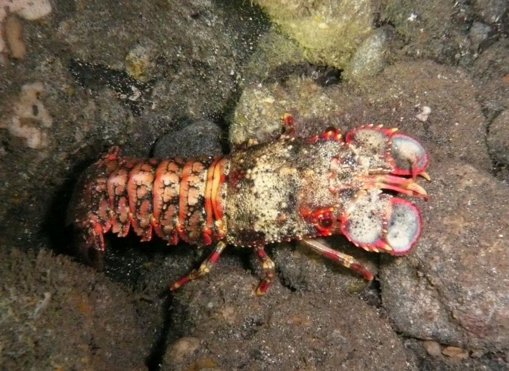 slipper lobster, so easy to catch and yummy :)