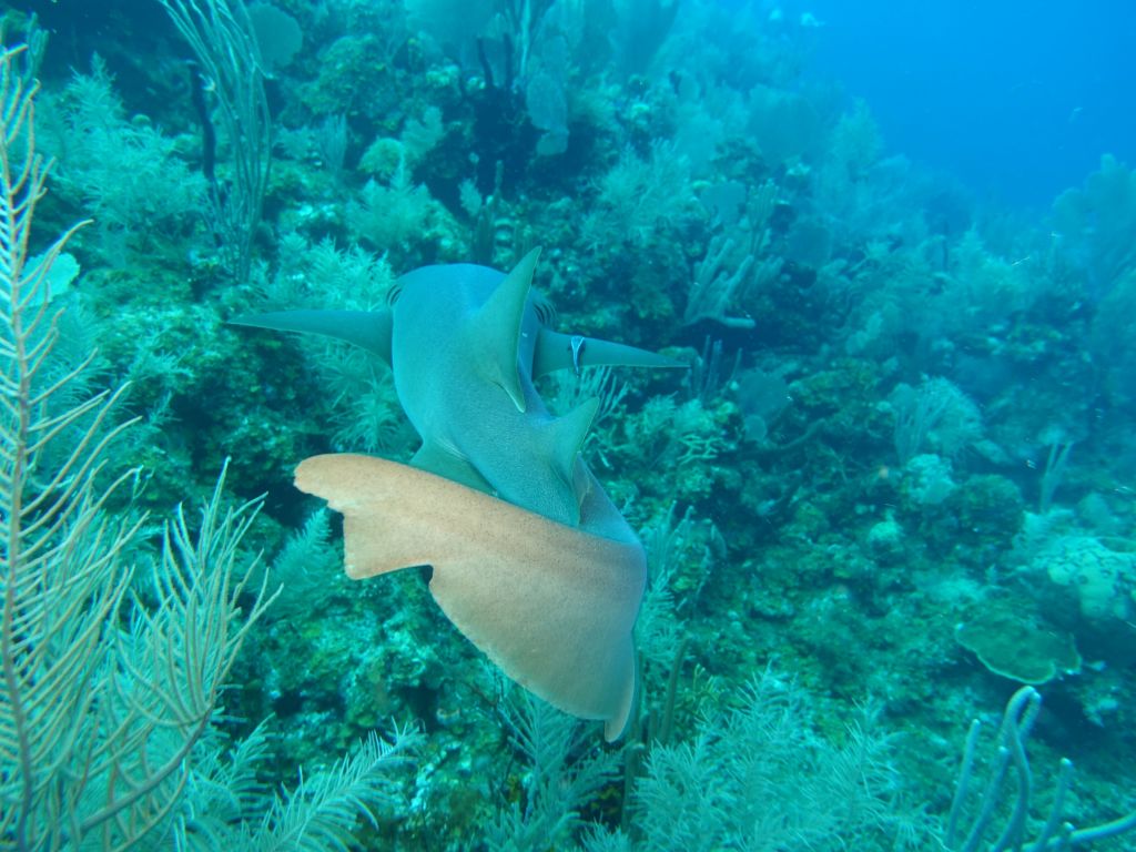 during the next dive, the nurse sharks came to see us many times