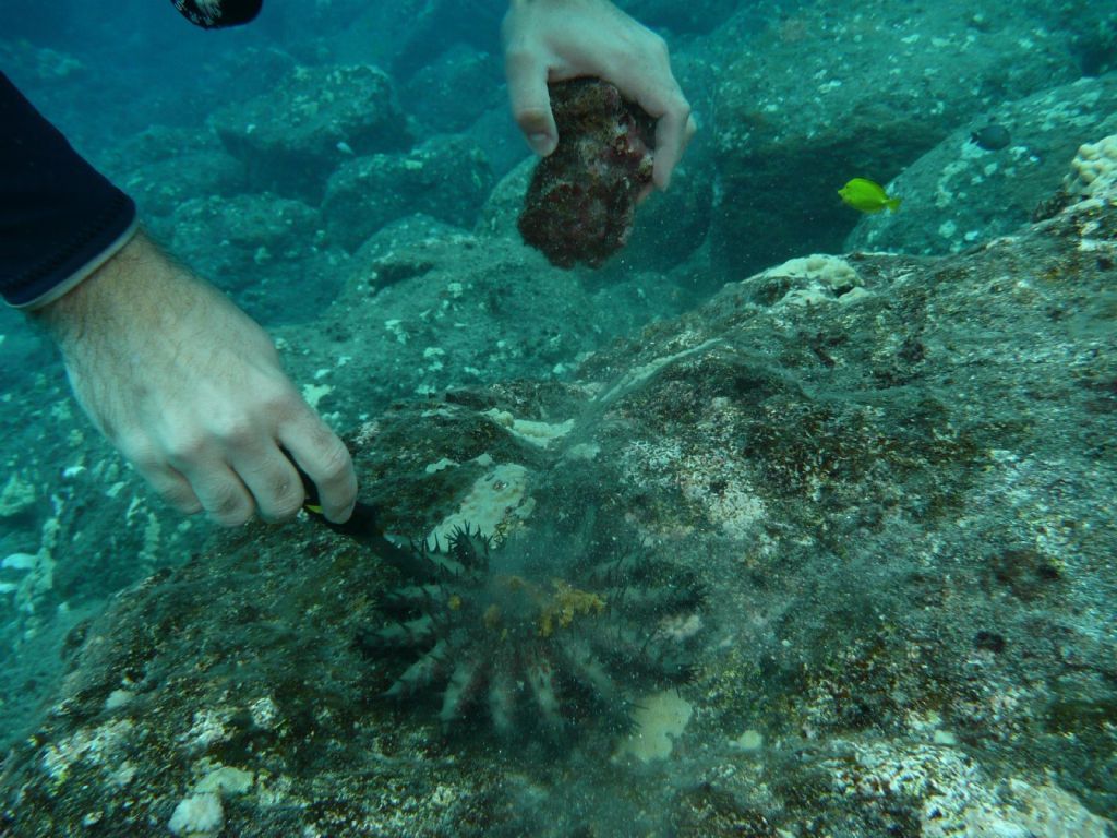 killing a crown of thorns, they are a pest that eat coral