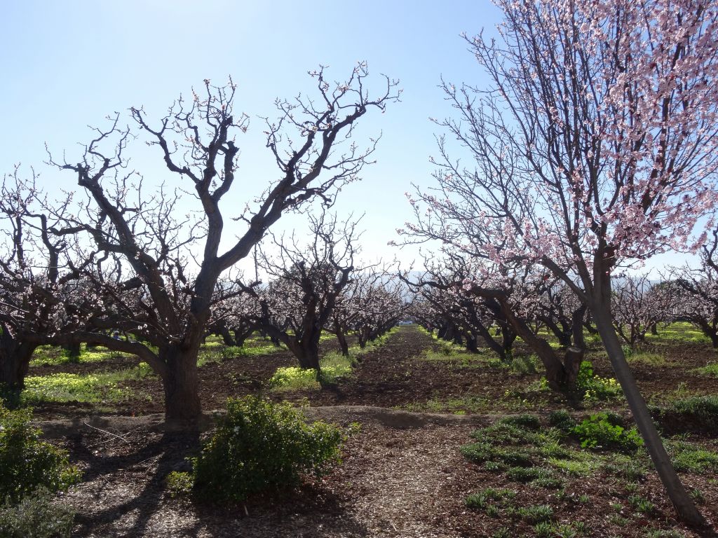 The last original fruit trees in sunnyvale