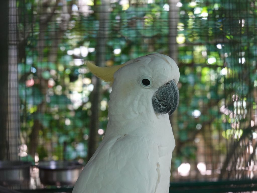 my favorite, sulphur crested cockatoo