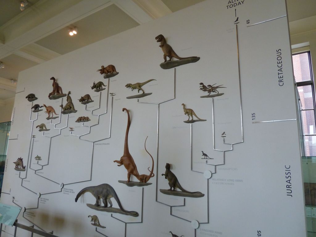 who knew that birds come from dinosaures?