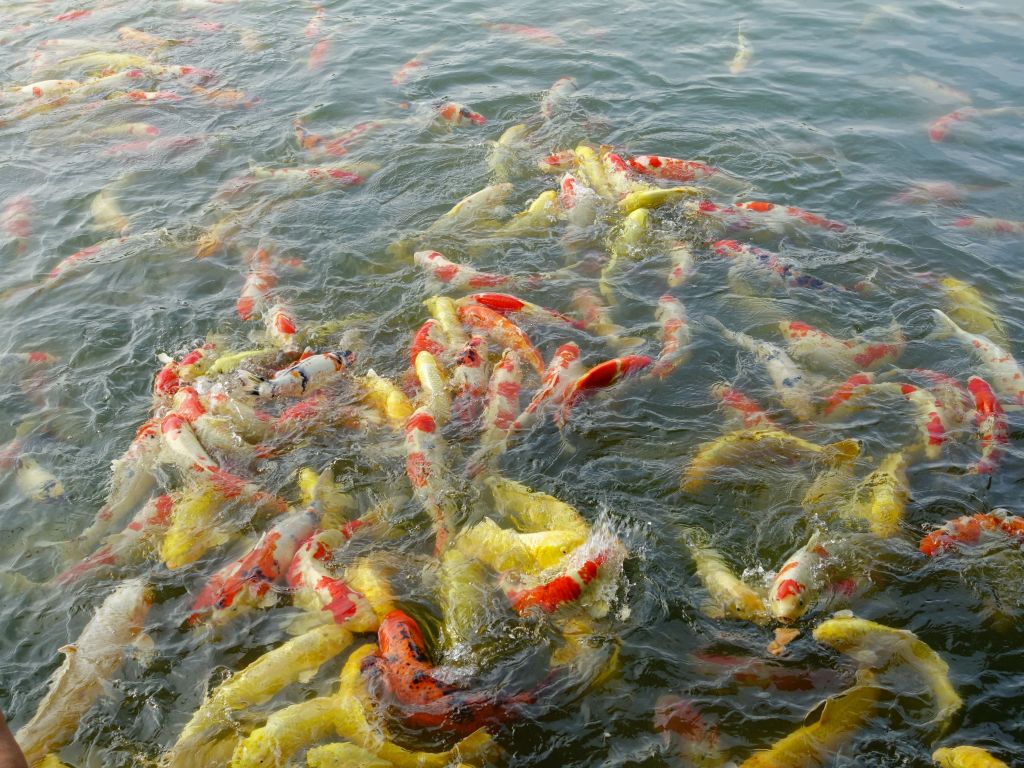 lot of hungry koi fish :)