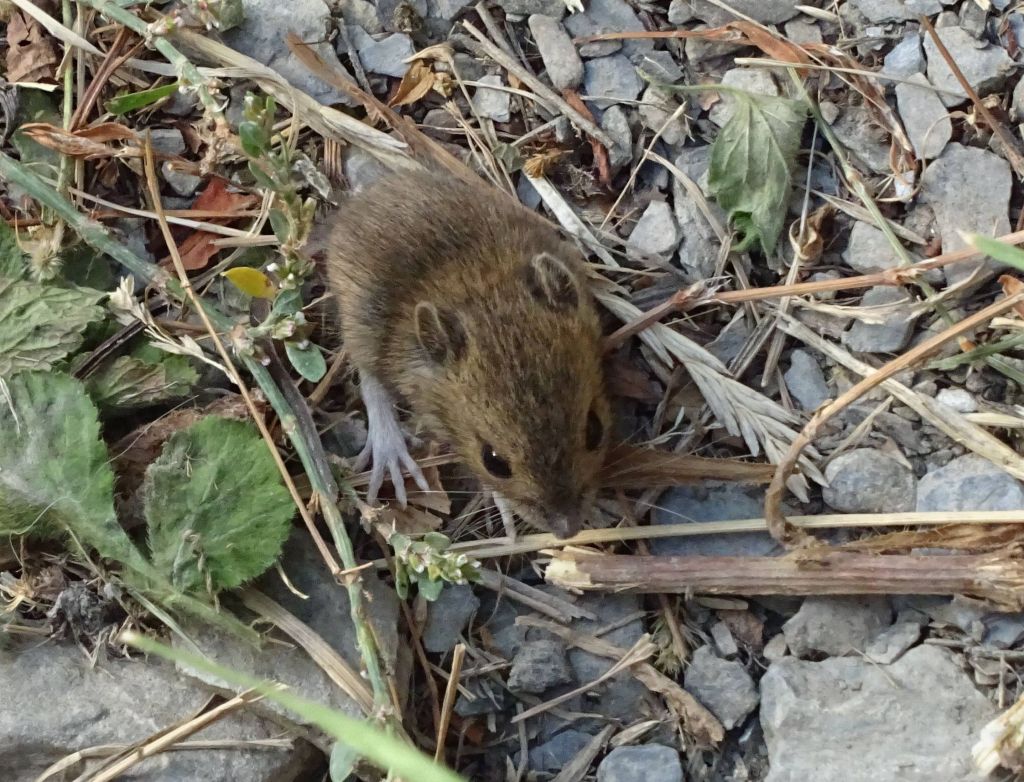 found this baby mouse on the path, I could have picked it up :)