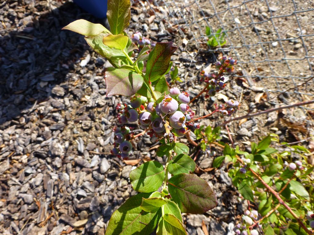 blueberries look like they're going to be good this year :)