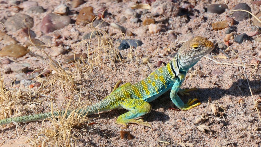 lovely colorful lizard