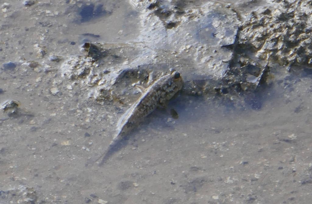 I got to see mud skippers for real, the coolest fish that can leave the water and hop on land