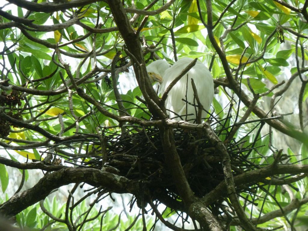 Egrets (another name for Herons), which Heron Island comes from