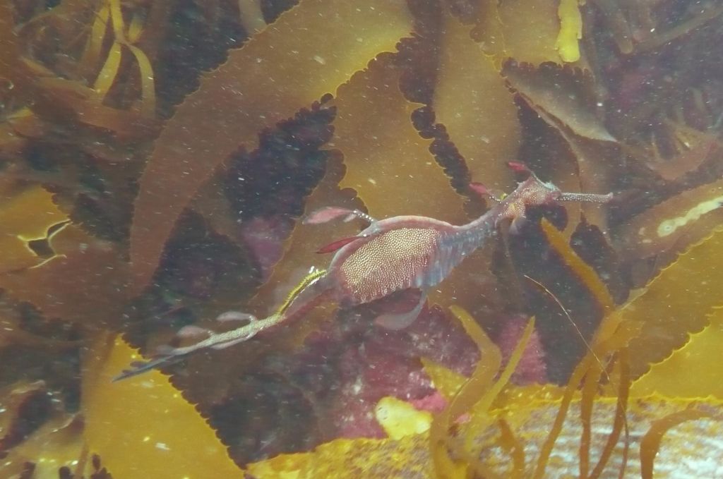 another sea dragon