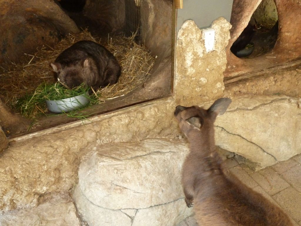 kangaroo was friends with wombat :)