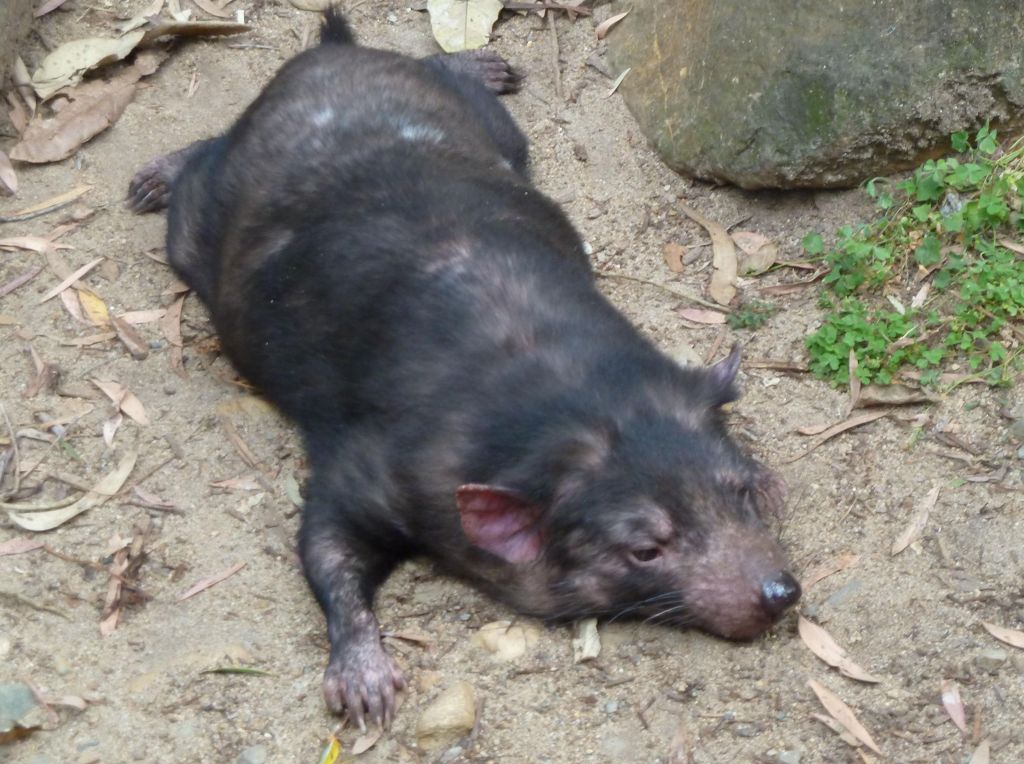 tasmanian devils remind me of puppy dogs on occasion.