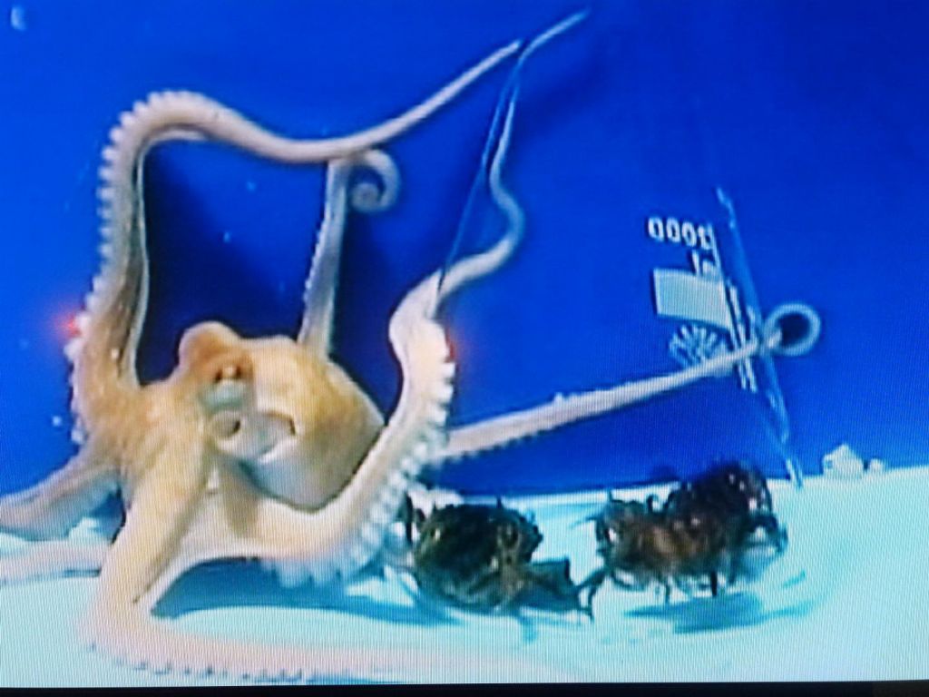 that octopus managed to reshape its body to get inside the beaker through the small hole