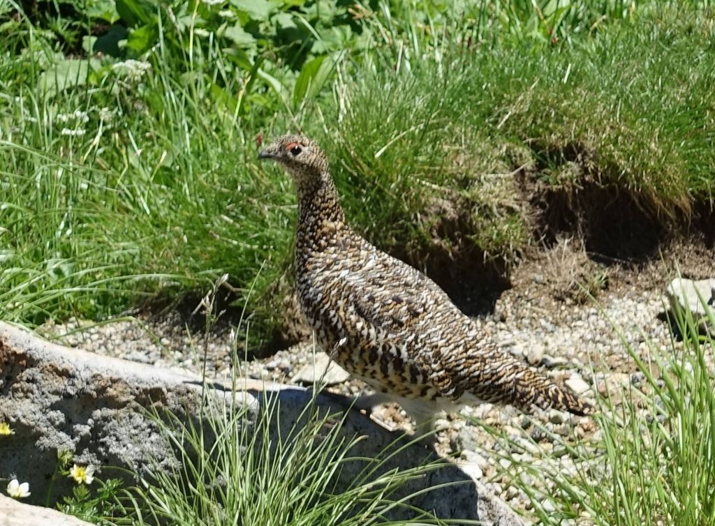 we got lucky and saw a local grouse with 2 little chicks :)