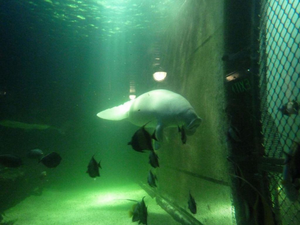 The Australian Dugong sure looks like a Manatee, but it lives in salt water only